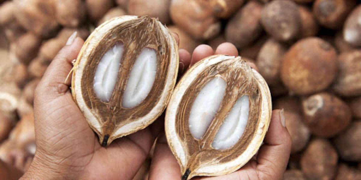 Aceite de babasú